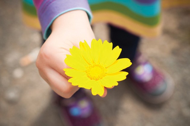 Child holding chrysanthemum flower 