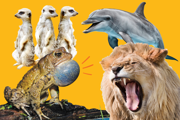 lion roaring, bottlenose dolphin, meerkat and american bullfrog over orange background